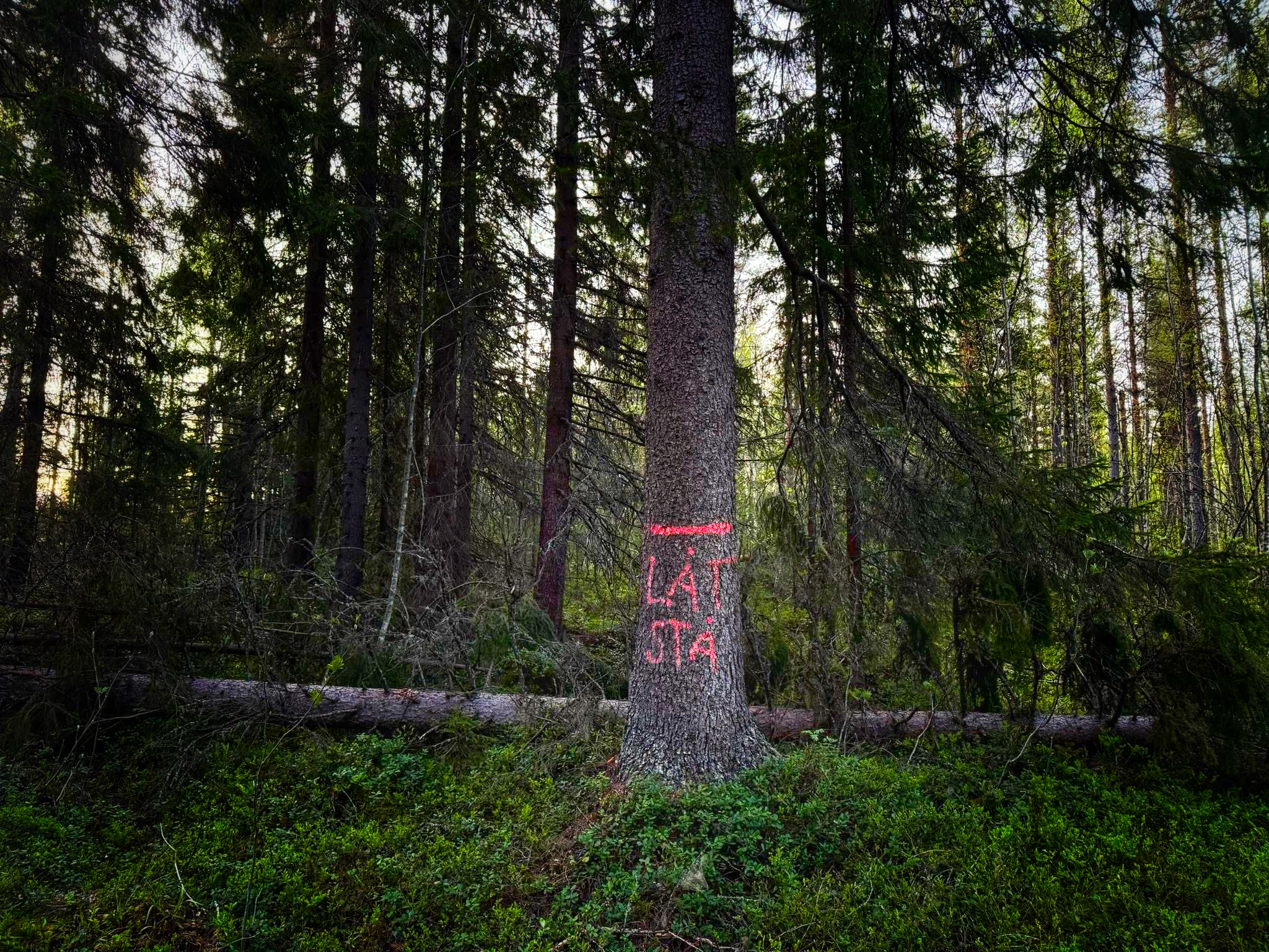 LåtStå_Spikbodarna_Fotograf-Anders-Nilsson_2025