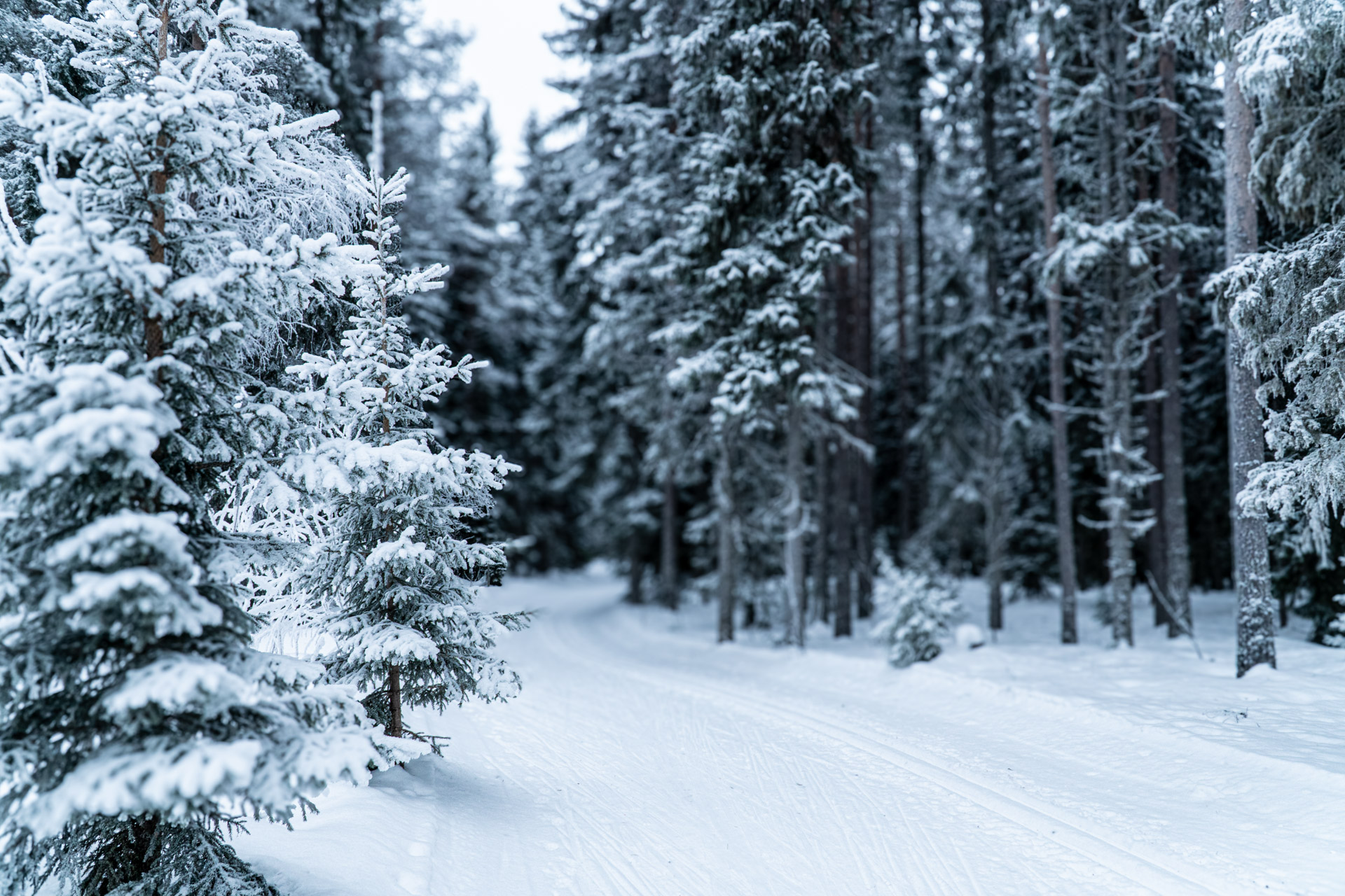 Vinter och stillhet i 13-kilometersspåret i Spikbodarna